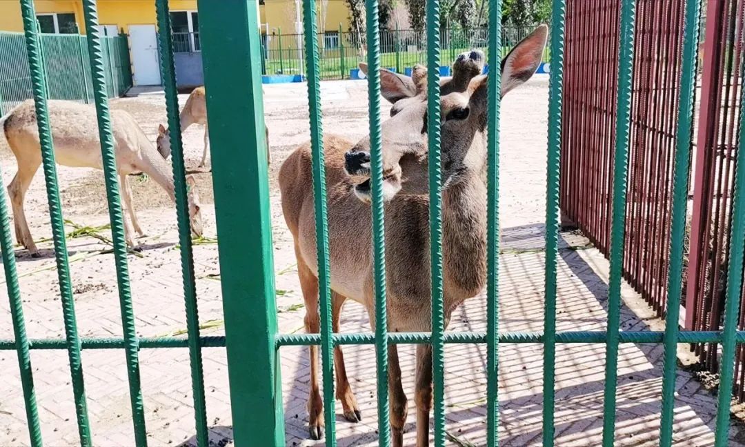 7月26日,由石河子城投集團泰安建築公司承建的石河子市動物園改造項目