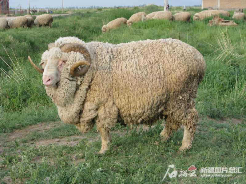 新疆巩乃斯种羊场的中国美利奴(新疆型)细毛羊图片由受访者提供