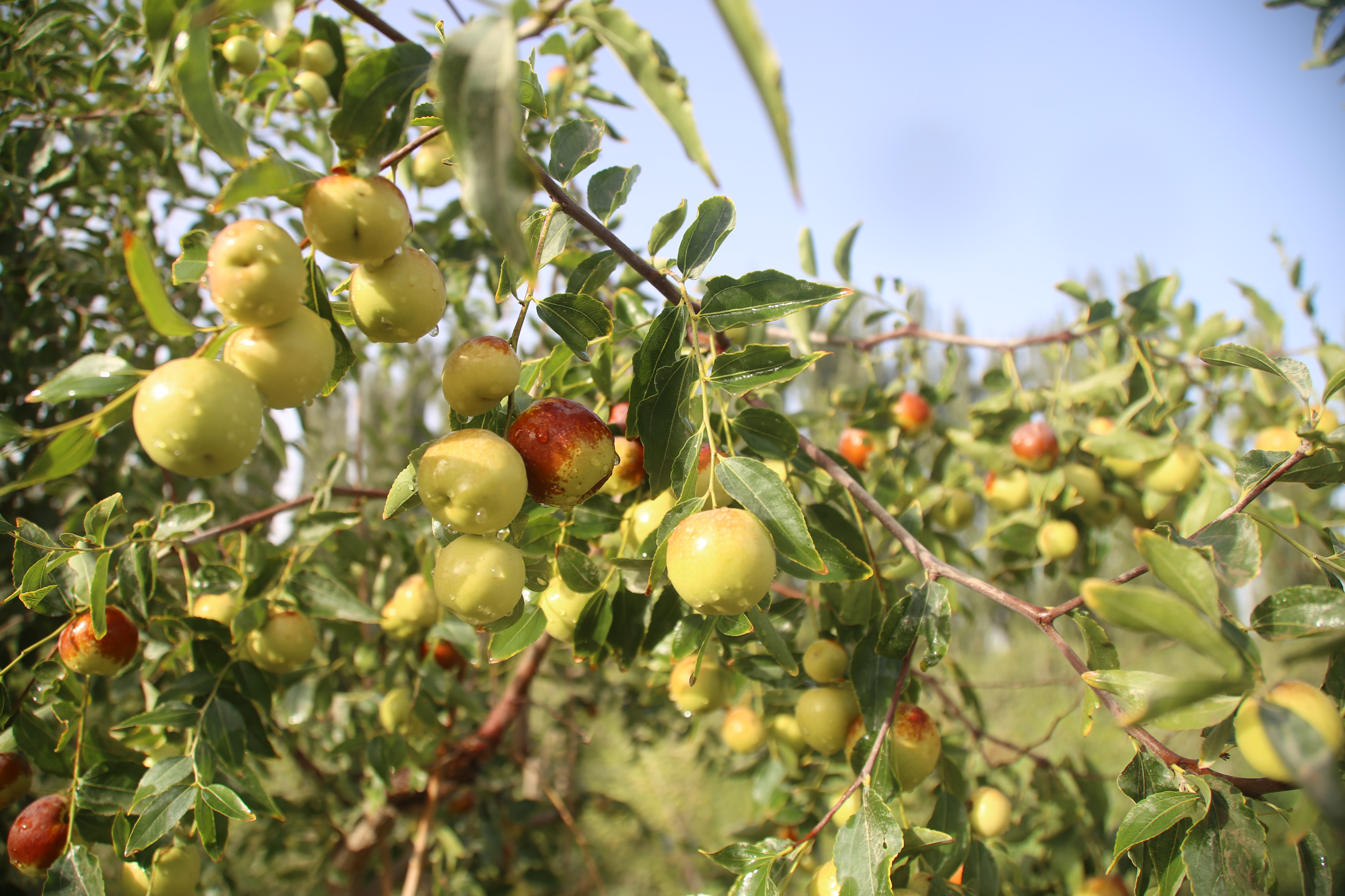 今年,该团共种植蟠枣树30亩,9月初已陆续成熟上市