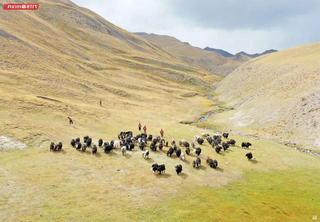 三师托云牧场地处克孜勒苏柯尔克孜自治州乌恰县境内,海拔高度3600