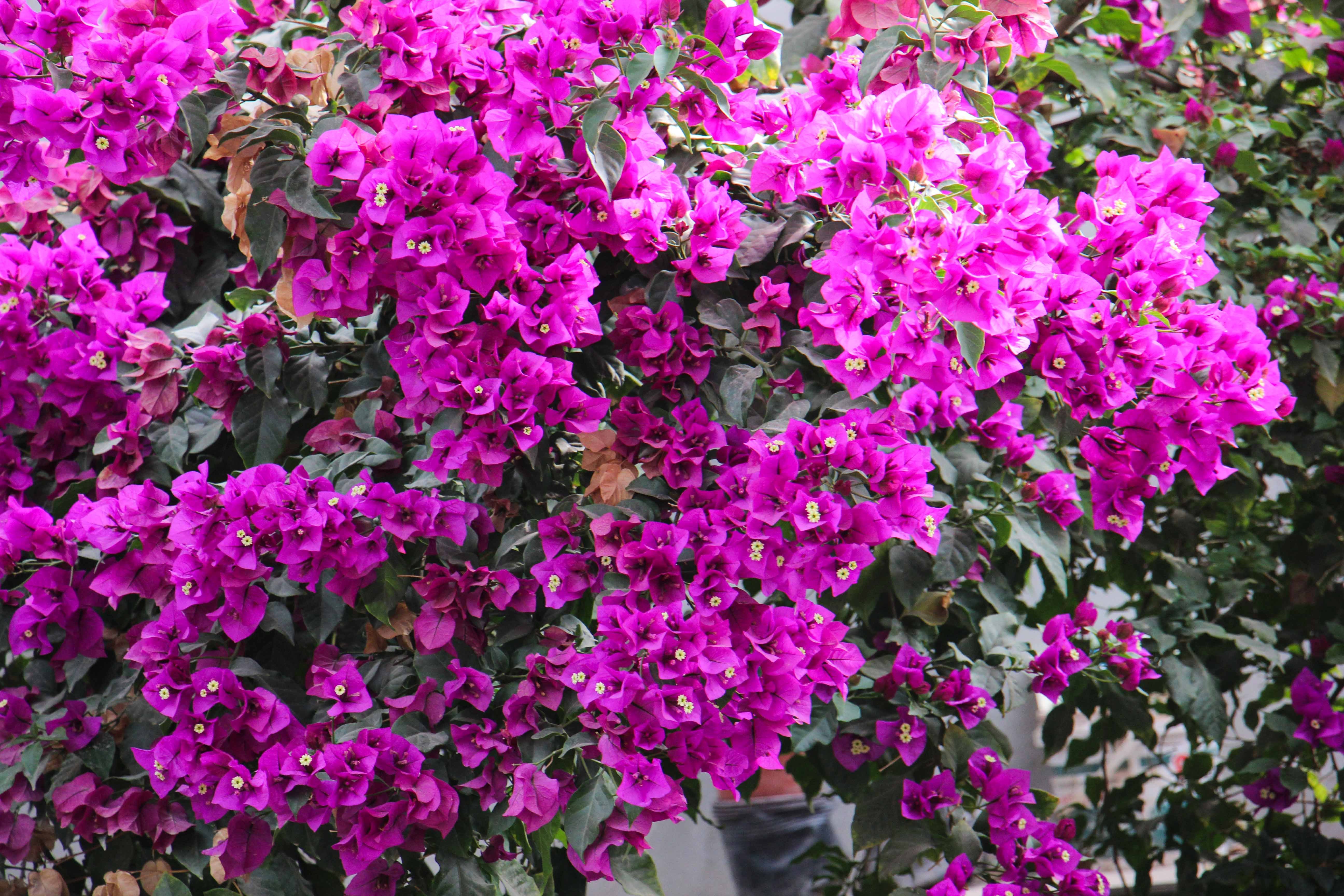 三师五十一团九连:多渠道拓宽致富路