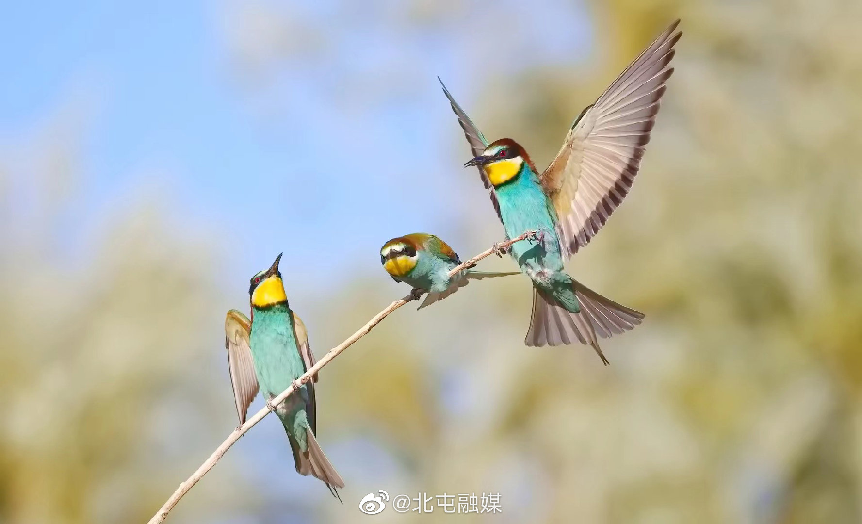 鸟界美人黄喉蜂虎现身额尔齐斯河河谷