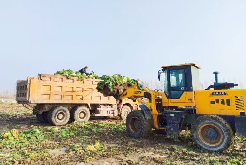 乌苏市四棵树镇畅通农产品销售渠道 助农销售3800吨白菜