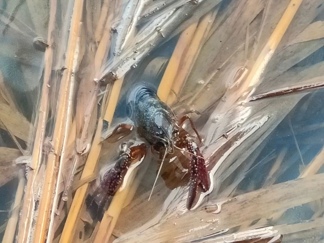 温室大棚虾 "游"出致富路