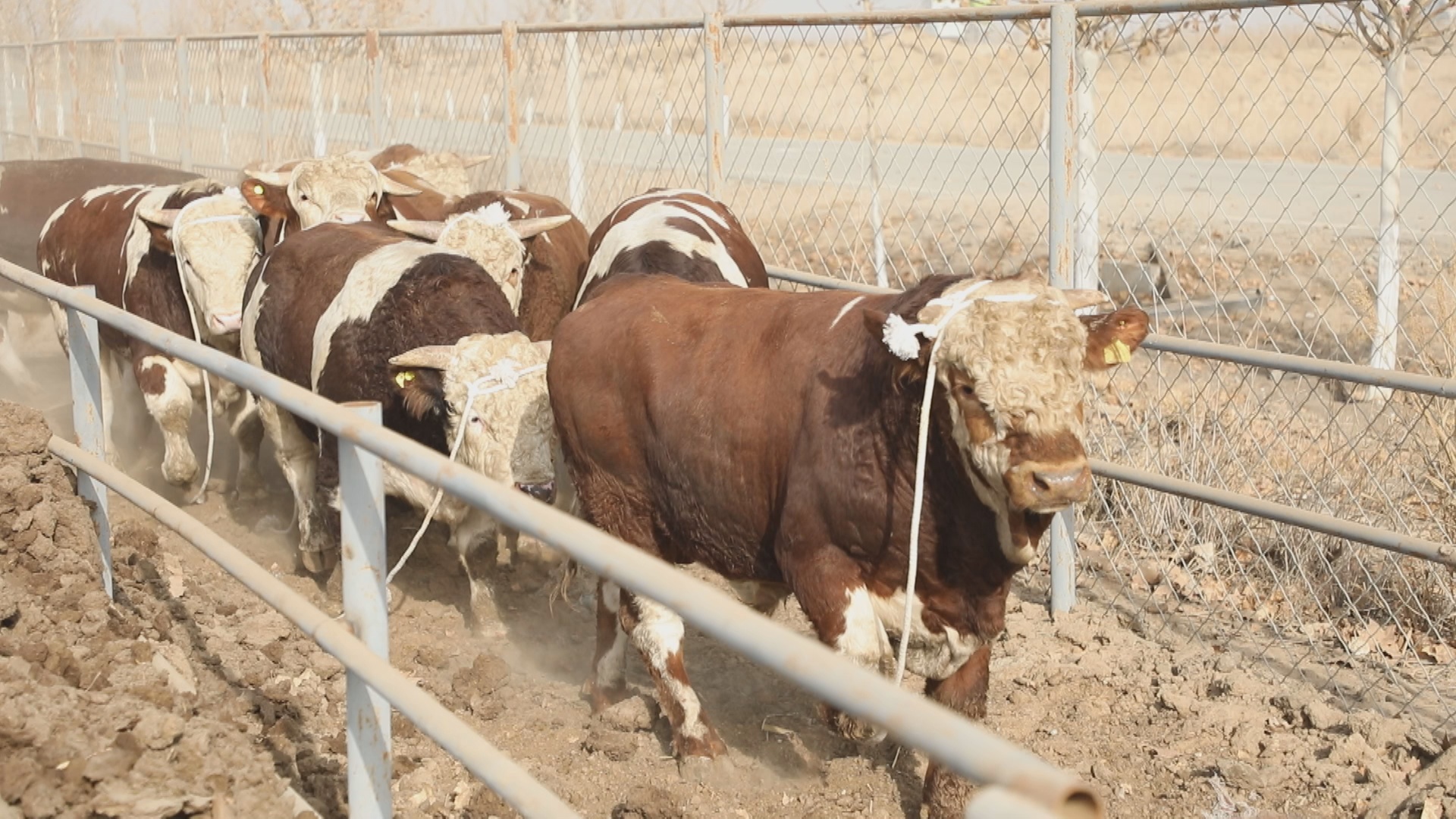 新疆三五九牧业:提供优质肉牛 推动师市畜牧业高质量发展