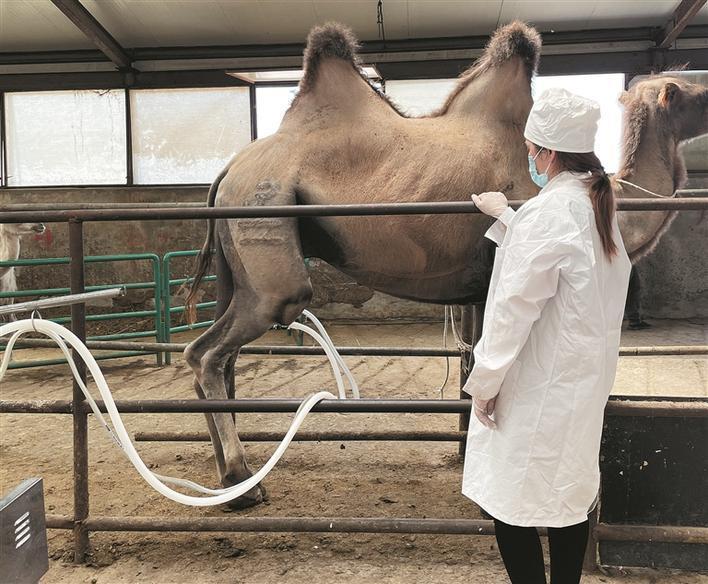 11月18日,双河市鑫驼牧业有限公司工作人员在用机械挤奶器挤驼奶.