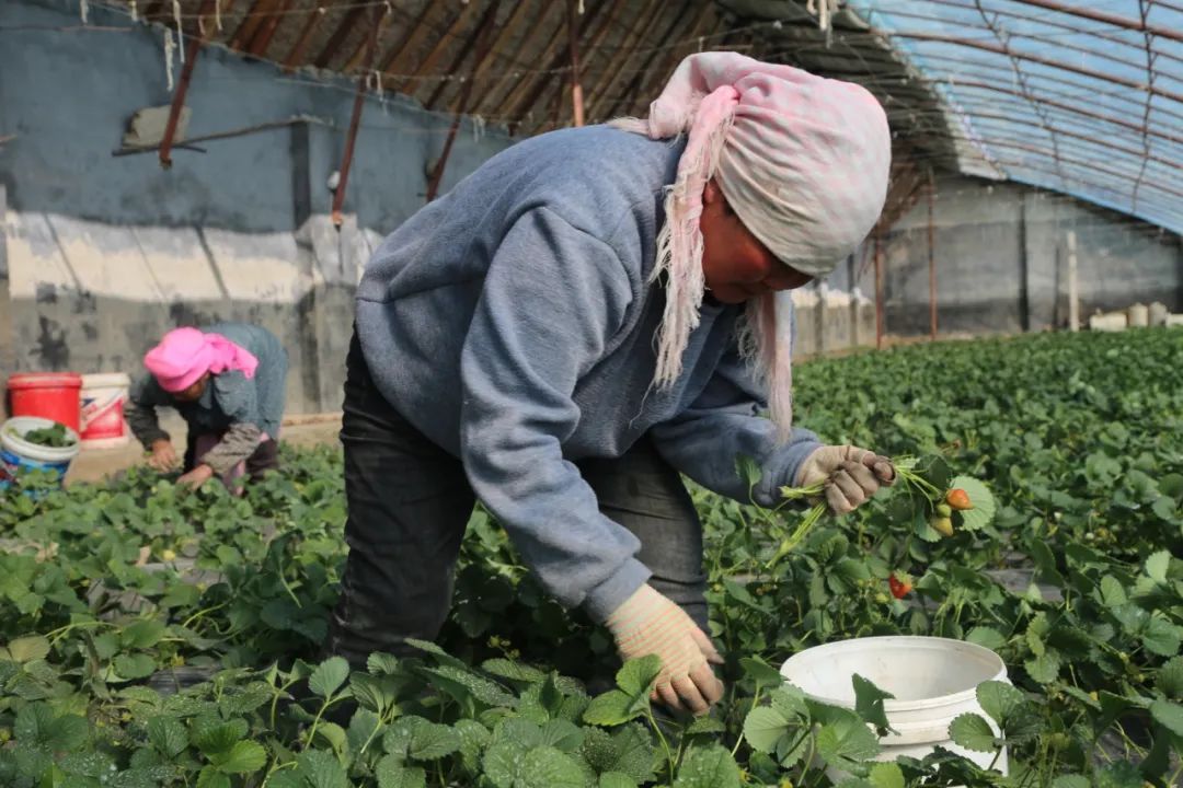 淖毛湖农场图片图片