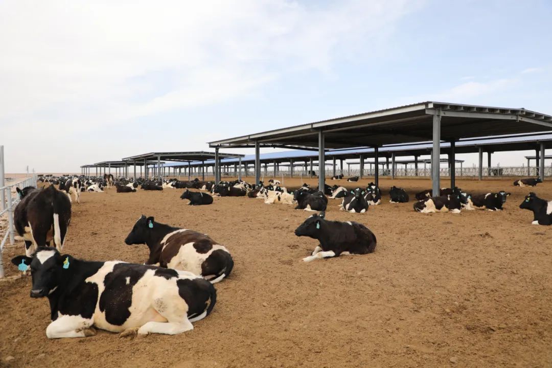 “抱团取暖”全面开启现代化奶牛养殖示范区建设(图4)