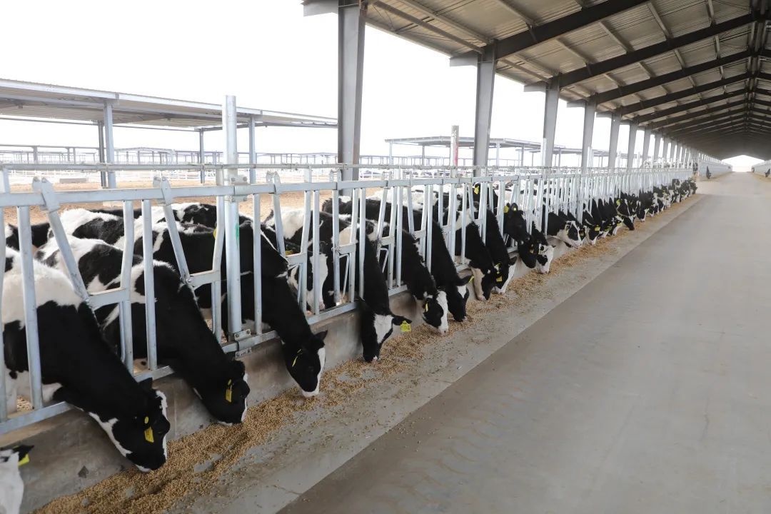 “抱团取暖”全面开启现代化奶牛养殖示范区建设(图2)