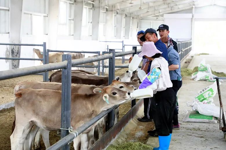 在该团九连金边养殖场新建一座新疆褐牛(种繁)良繁基地