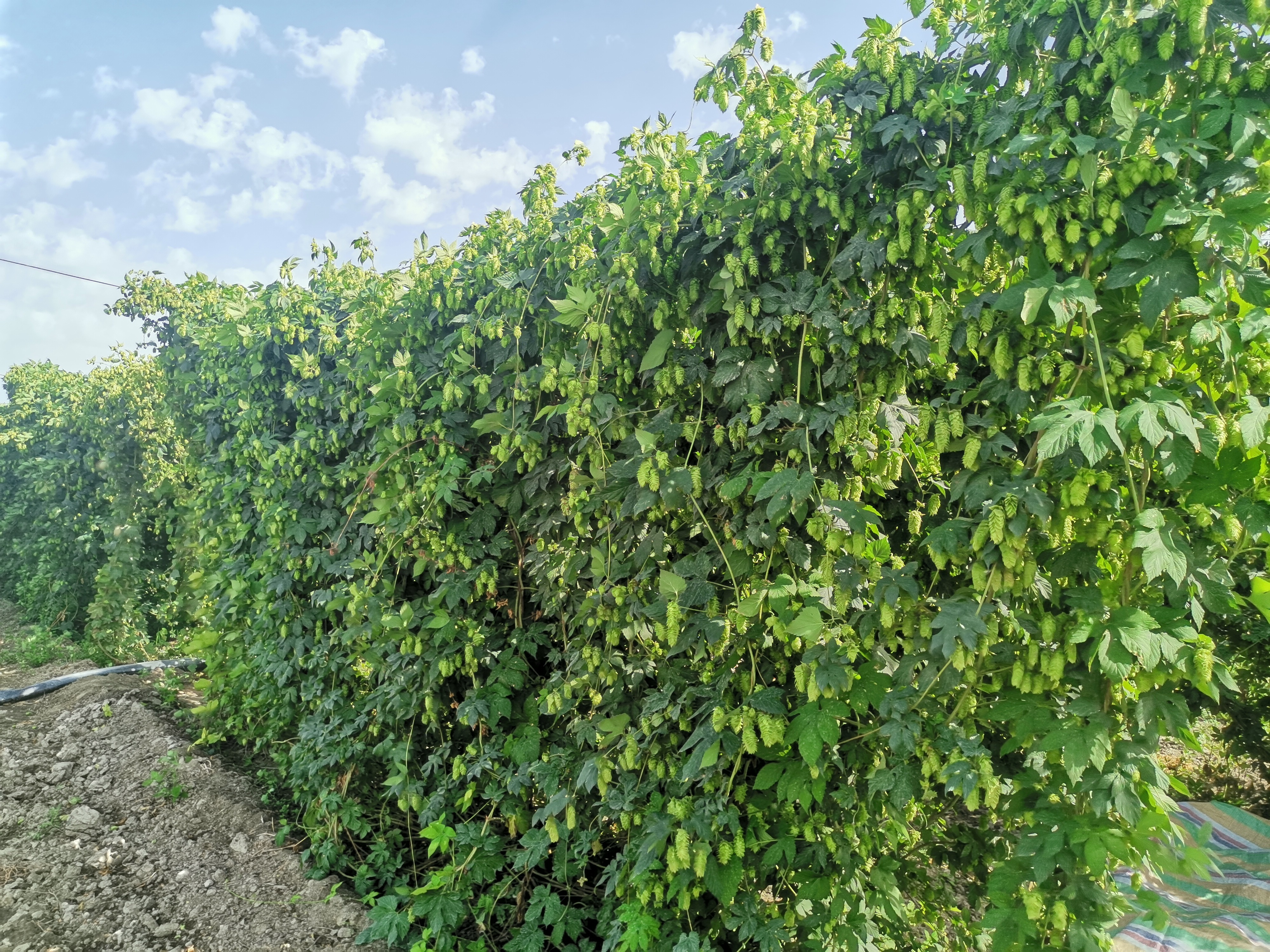 进入8月二师二十五团870亩啤酒花喜获丰收连日来啤酒花种植户正抓住