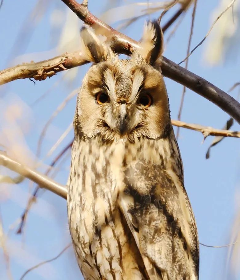 长耳鸮现身可克达拉市,呆萌模样惹人爱!