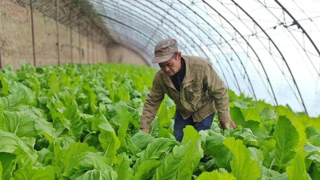 大棚蔬果促增收(图1)