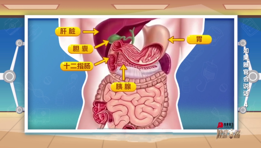 人体器官胰腺的位置图片