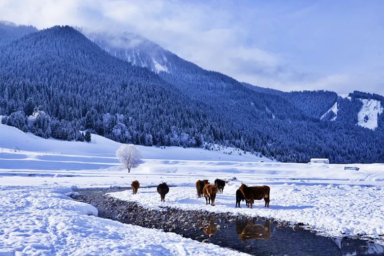 特色画刊 | 雪域冬牧场