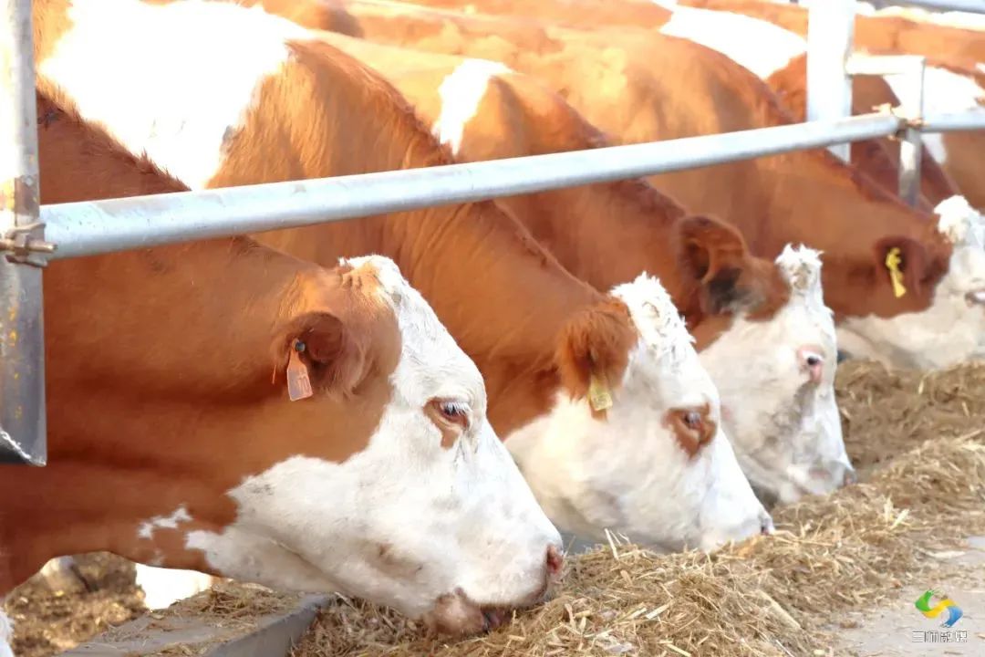 农发集团牧业公司全力打造万头(只)牛羊畜牧业全产业链