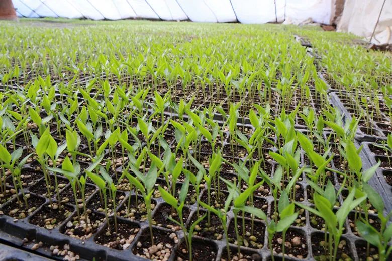 抢抓农时不负春 温室大棚育苗忙