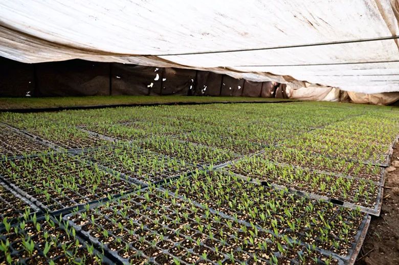 抢抓农时不负春 温室大棚育苗忙