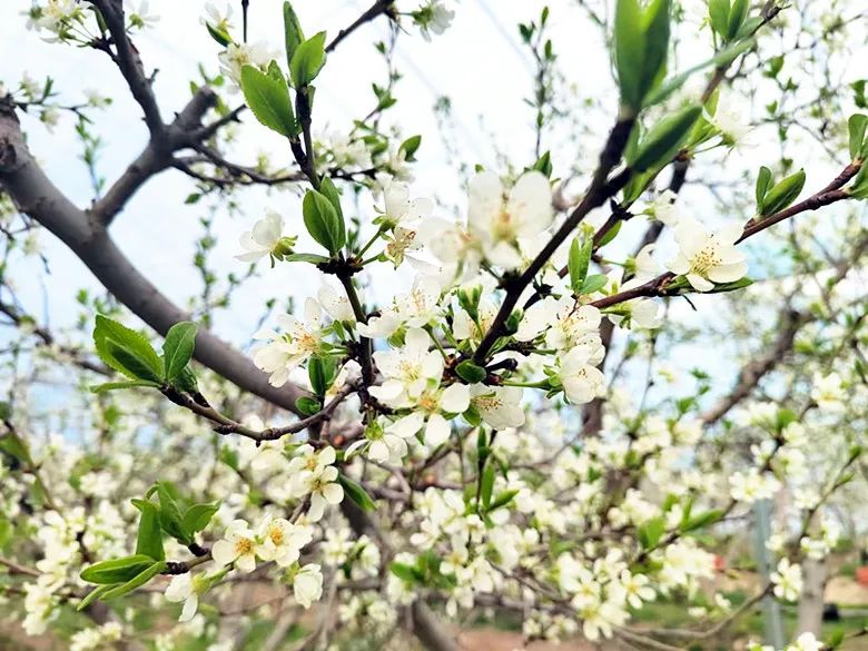 特色画刊 | 西梅花开白如雪
