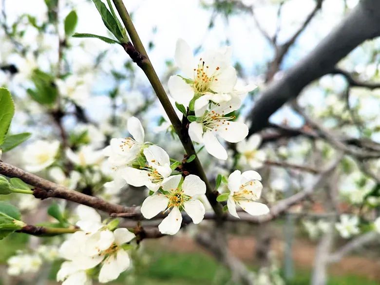 特色画刊 | 西梅花开白如雪
