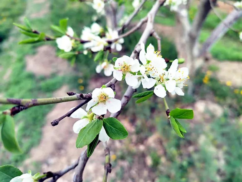特色画刊 | 西梅花开白如雪