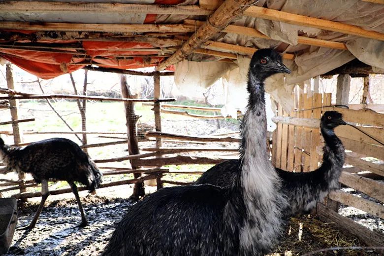 张大友养殖鸸鹋念活致富经