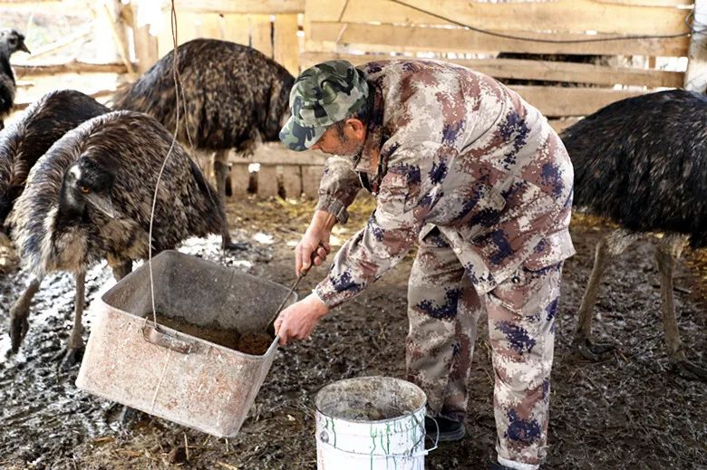 张大友养殖鸸鹋念活致富经
