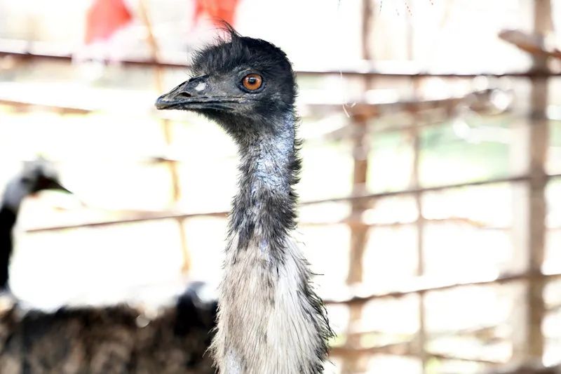 张大友养殖鸸鹋念活致富经