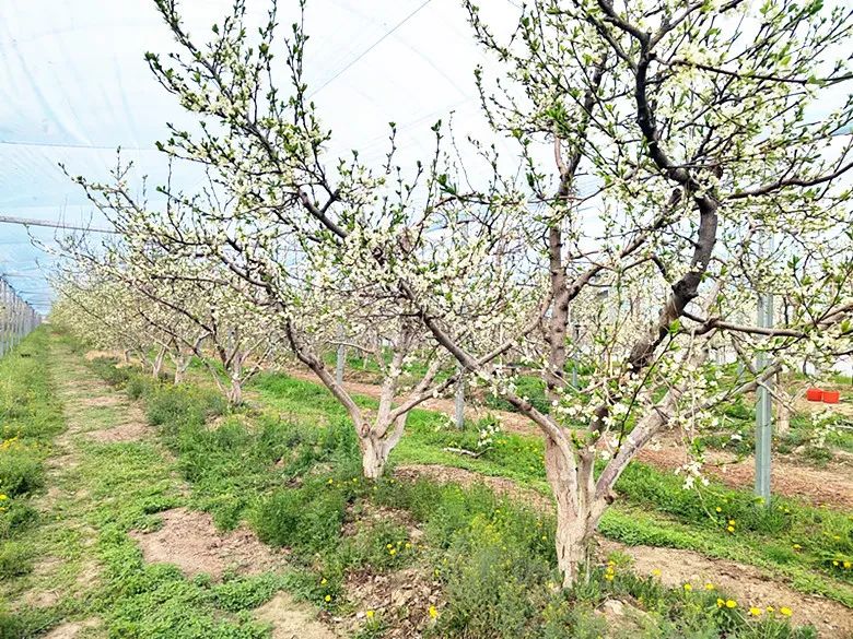 特色画刊 | 西梅花开白如雪