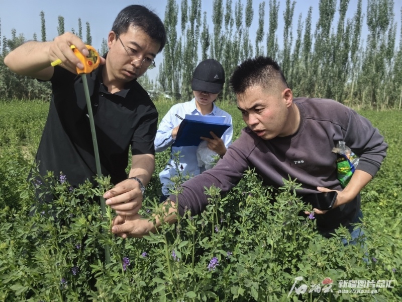 新疆农业大学历史人物图片