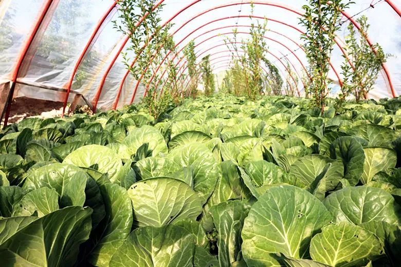 供不应求!六十六团大棚蔬菜批量上市