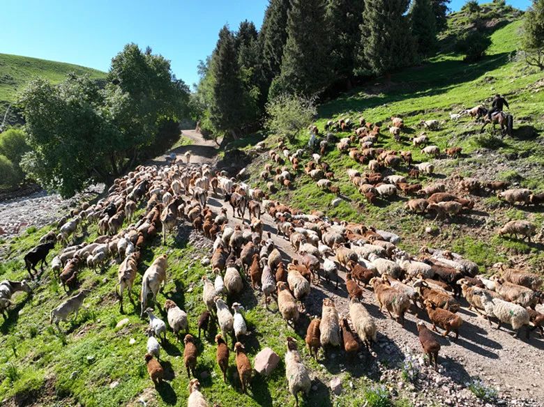 3万只牲畜"搬家"去夏牧场喽!