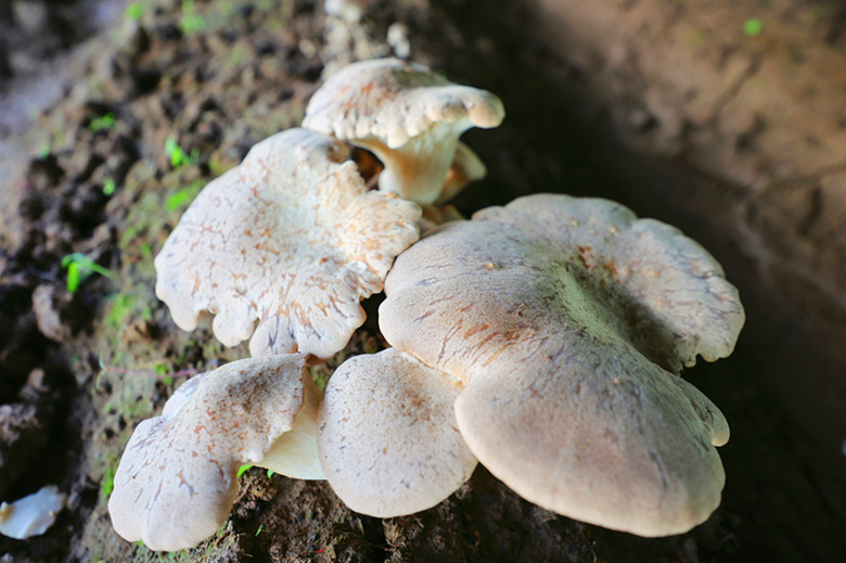 种植食用菌