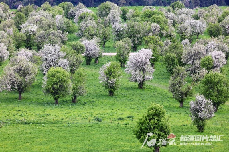 伊犁苹果图片