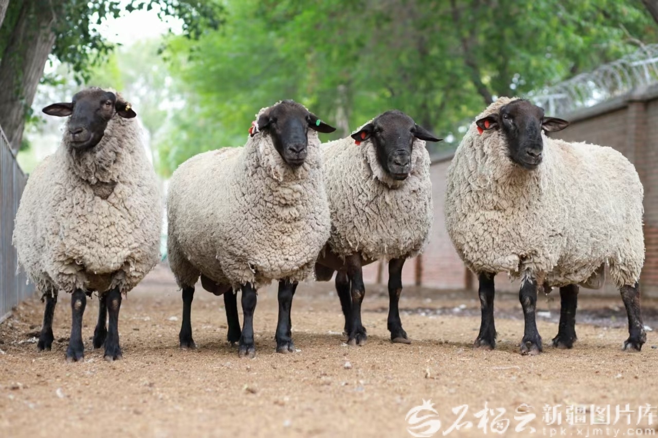 1000万元!新疆“军垦肉羊”科研成果转化金额创新高